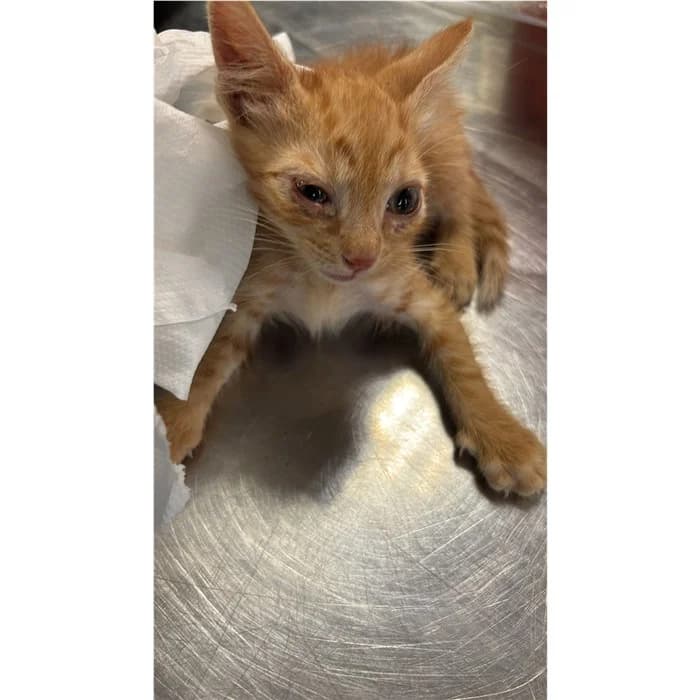 Matricola, Rosso tigrato male puppy European Shorthair for adoption at Canile della Muratella, Rome