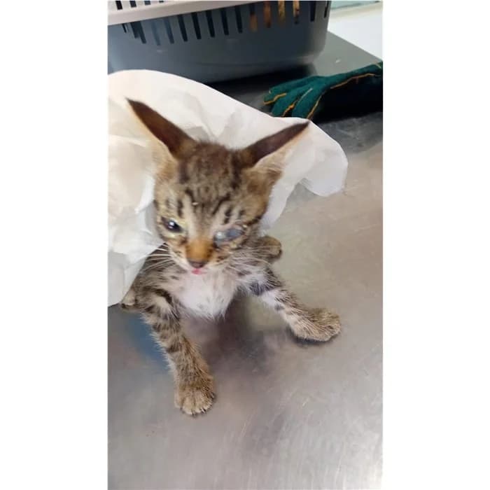 Matricola, Tigrato female puppy European Shorthair for adoption at Canile della Muratella, Rome