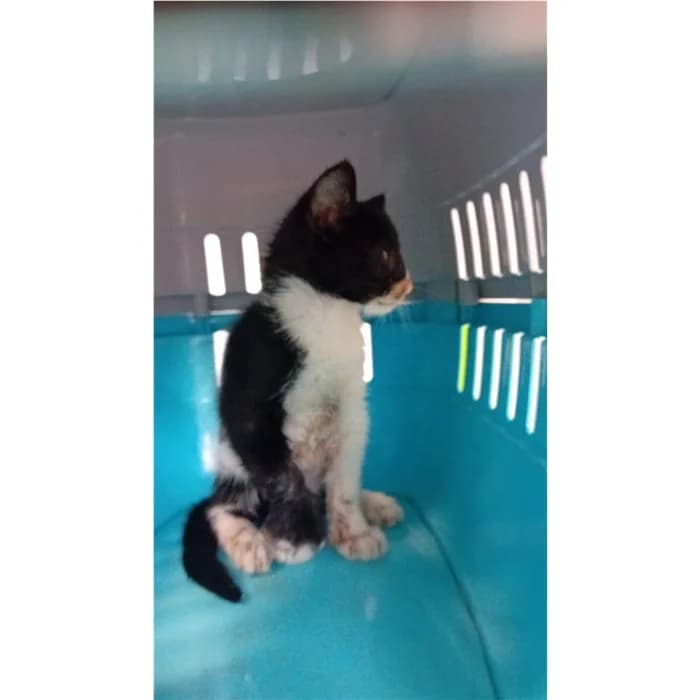 Matricola, Nero Bianco male puppy European Shorthair for adoption at Canile della Muratella, Rome