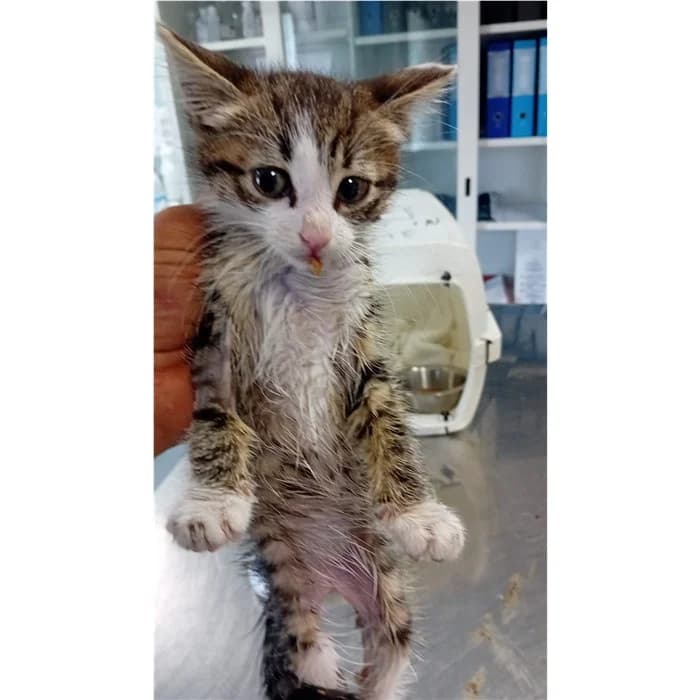 Matricola, Tigrato bianco female puppy European Shorthair for adoption at Canile della Muratella, Rome