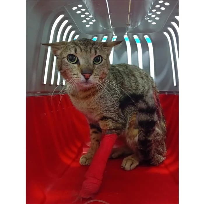 Matricola, Tigrato male puppy European Shorthair for adoption at Canile della Muratella, Rome