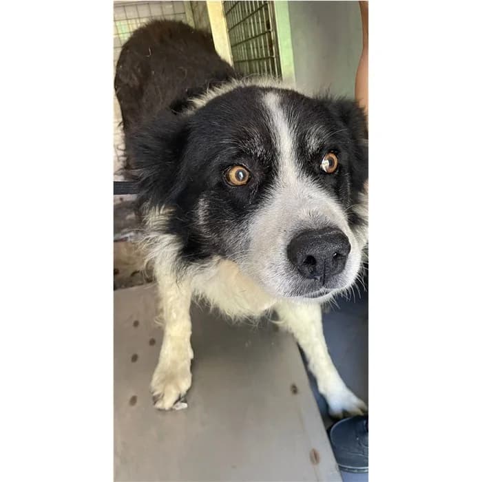 Sandy, Nero Bianco male 6yo mixed breed for adoption at Canile della Muratella, Rome