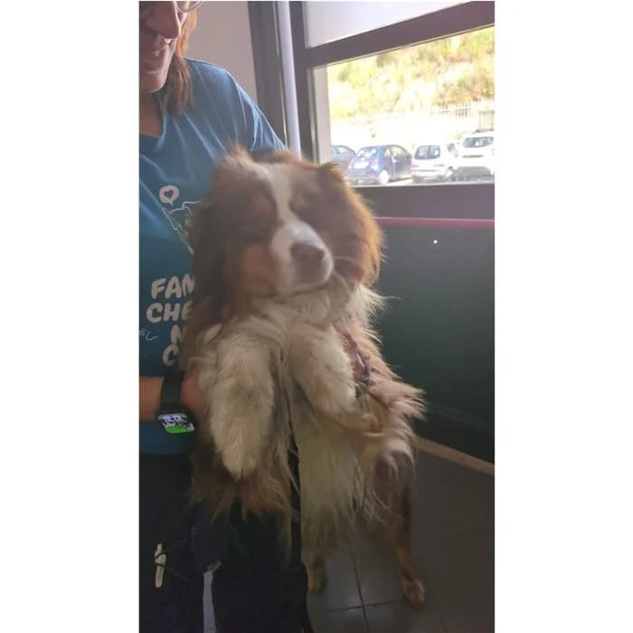 Matricola, Rosso bianco male 3yo Collie for adoption at Canile della Muratella, Rome