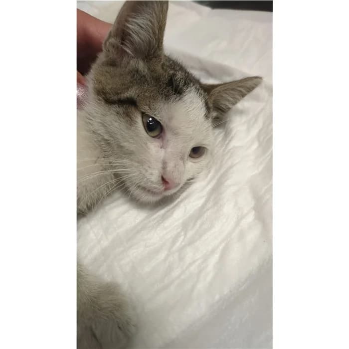 Matricola, bianco tigrato female puppy European Shorthair for adoption at Canile della Muratella, Rome