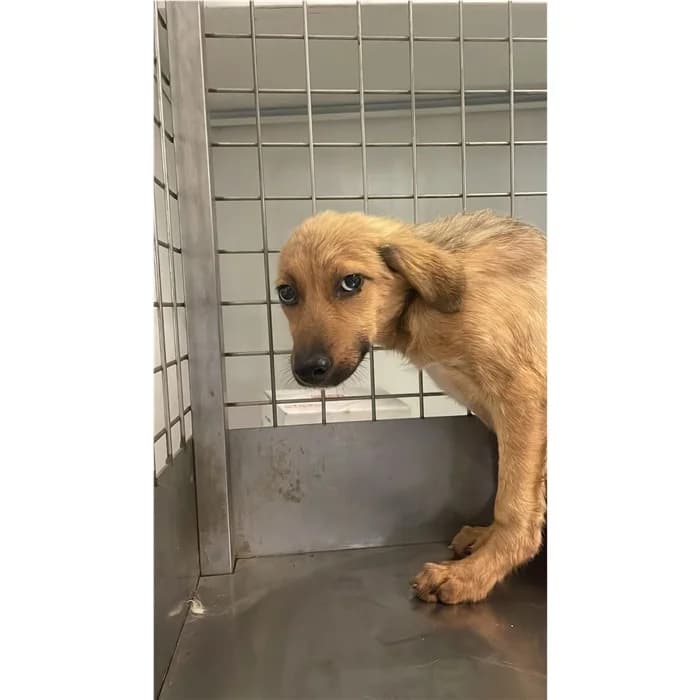 Sandy, beige focato male puppy mixed breed for adoption at Canile della Muratella, Rome