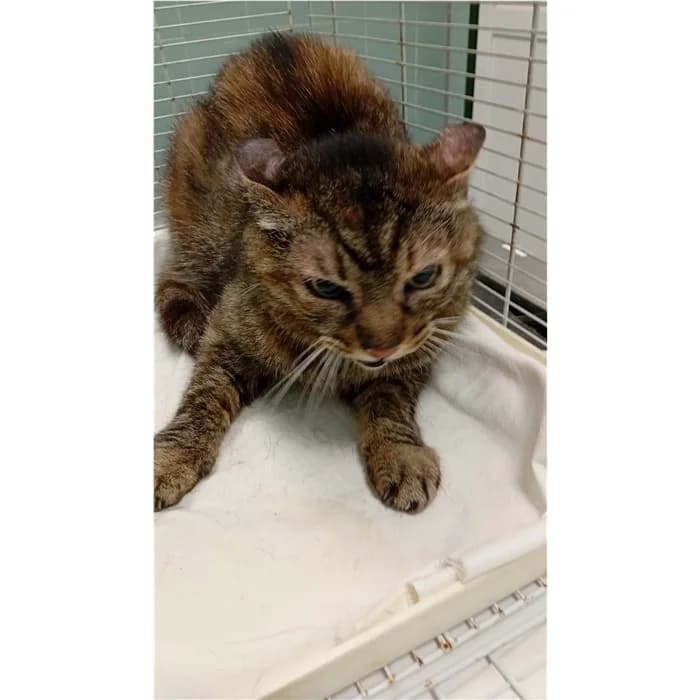 Matricola, Tigrato female 4yo European Shorthair for adoption at Canile della Muratella, Rome