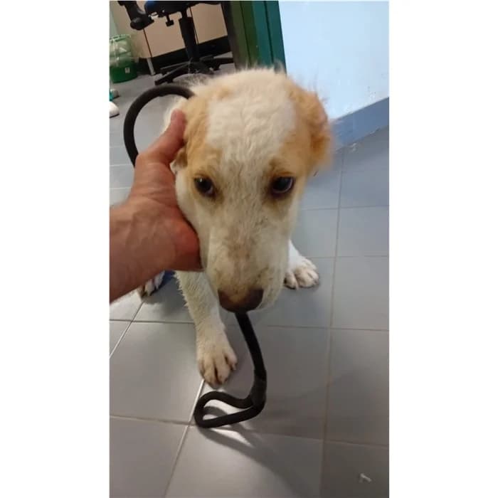 Mela, bianco arancio female puppy mixed breed for adoption at Canile della Muratella, Rome