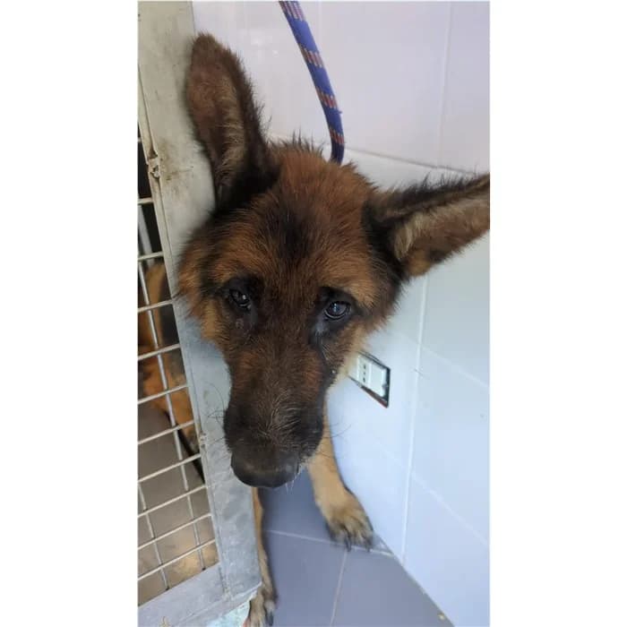 Ibiza, Nero Focato female 7yo German Shepherd for adoption at Canile della Muratella, Rome