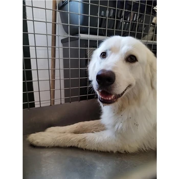 Teodoro, Bianco male young mixed breed for adoption at Canile della Muratella, Rome