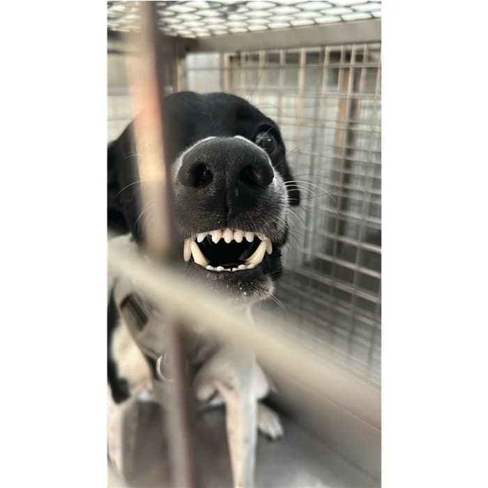 Sandy, Nero Bianco male 3yo mixed breed for adoption at Canile della Muratella, Rome