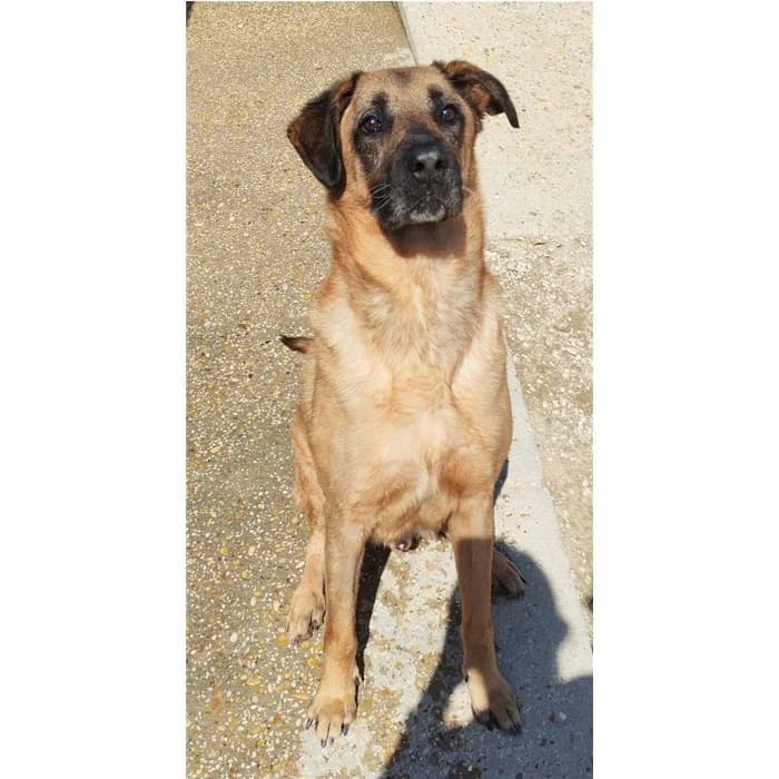 Molletta, fulvo nero male senior mixed breed for adoption at Canile della Muratella, Rome