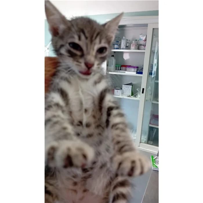 Matricola, Tigrato male puppy European Shorthair for adoption at Canile della Muratella, Rome