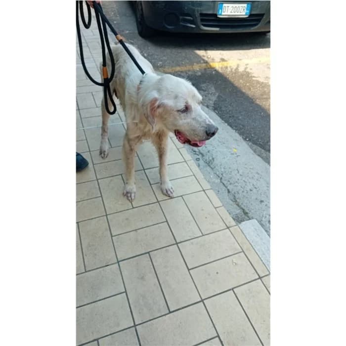 Sandy, bianco arancio male senior English Setter for adoption at Canile della Muratella, Rome