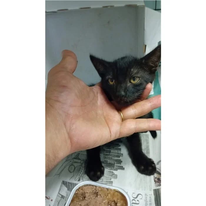 Matricola, nero tigrato male puppy European Shorthair for adoption at Canile della Muratella, Rome