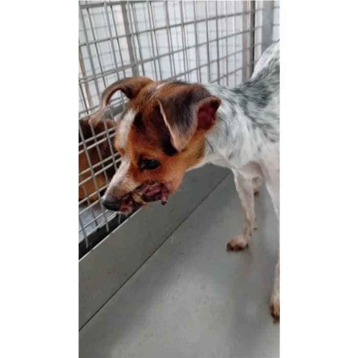 Sandy, tricolore female senior mixed breed for adoption at Canile della Muratella, Rome