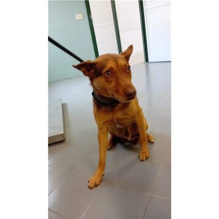 Sandy, marrone focato male young mixed breed for adoption at Canile della Muratella, Rome