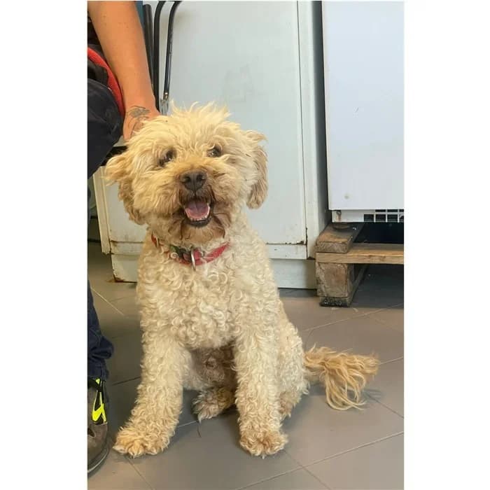 Sandy, Beige female 7yo mixed breed for adoption at Canile della Muratella, Rome