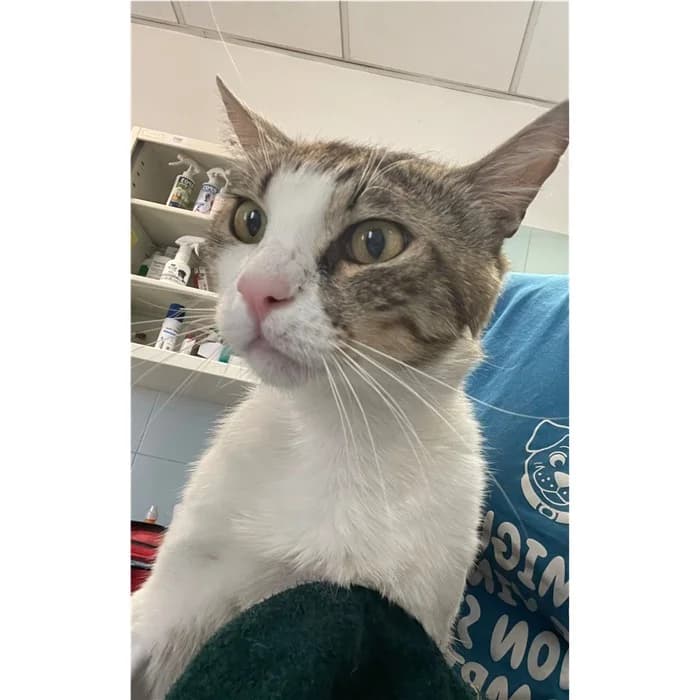 Matricola, Grigio Bianco male 4yo European Shorthair for adoption at Canile della Muratella, Rome