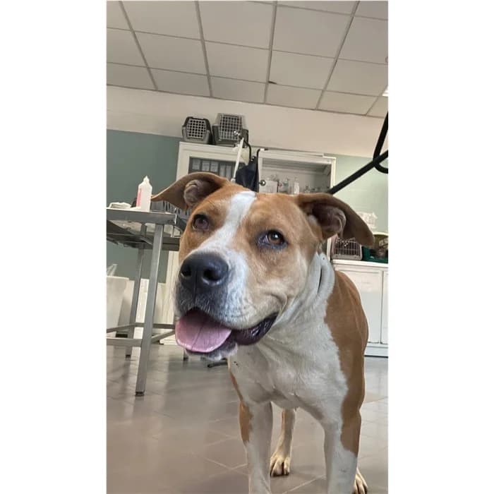 Sandy, marrone bianco female young Pit Bull Terrier for adoption at Canile della Muratella, Rome