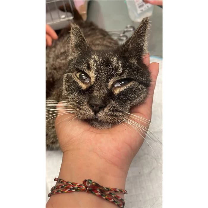 Matricola, Tigrato male 7yo European Shorthair for adoption at Canile della Muratella, Rome