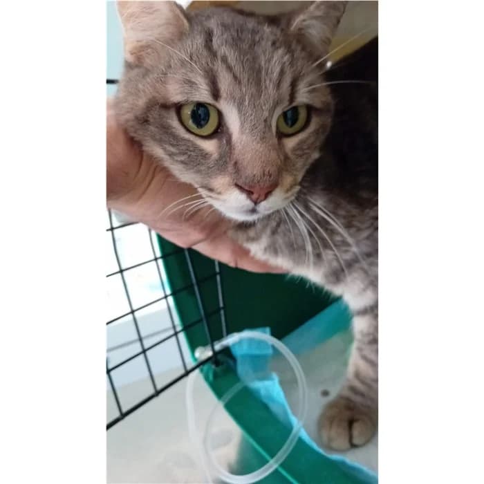Matricola, grigio tigrato male 4yo European Shorthair for adoption at Canile della Muratella, Rome