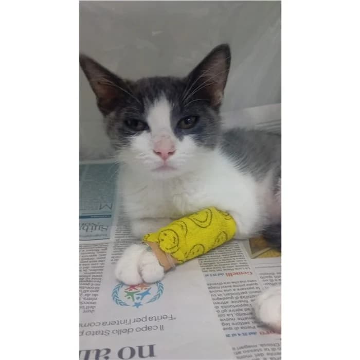 Matricola, bianco grigio female puppy European Shorthair for adoption at Canile della Muratella, Rome