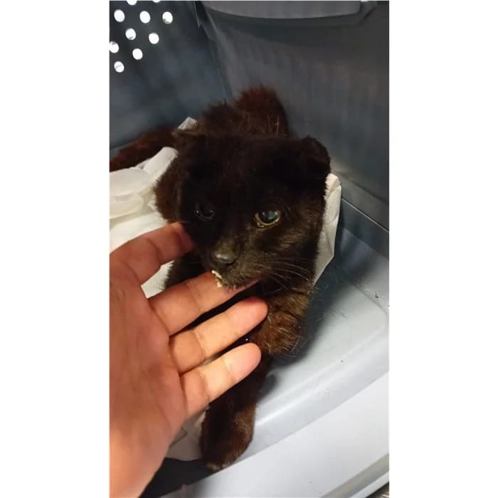 Matricola, Nero female senior European Shorthair for adoption at Canile della Muratella, Rome