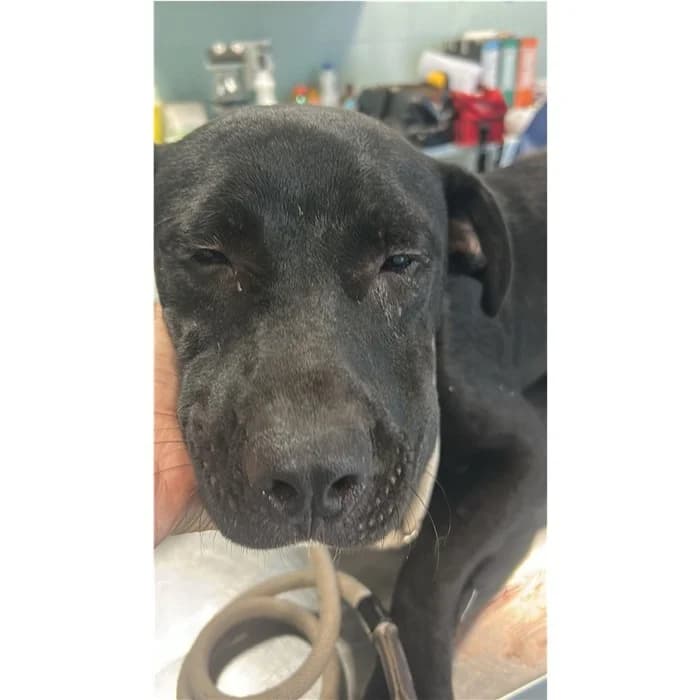 India, Nero male young mixed breed for adoption at Canile della Muratella, Rome