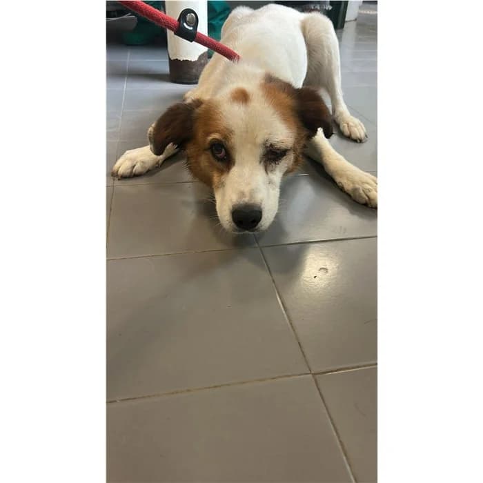 India, bianco marrone male 5yo mixed breed for adoption at Canile della Muratella, Rome