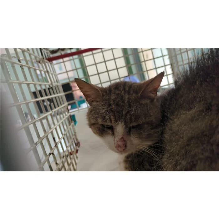 Matricola, bianco tigrato male senior European Shorthair for adoption at Canile della Muratella, Rome