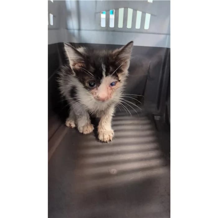 Matricola, Bianco Nero male puppy European Shorthair for adoption at Canile della Muratella, Rome