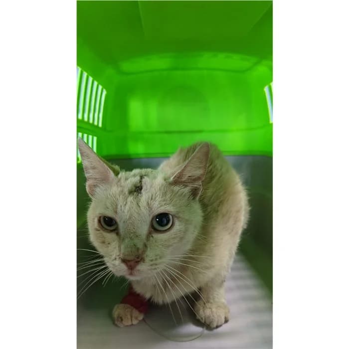 Matricola, Rosso tigrato male senior European Shorthair for adoption at Canile della Muratella, Rome