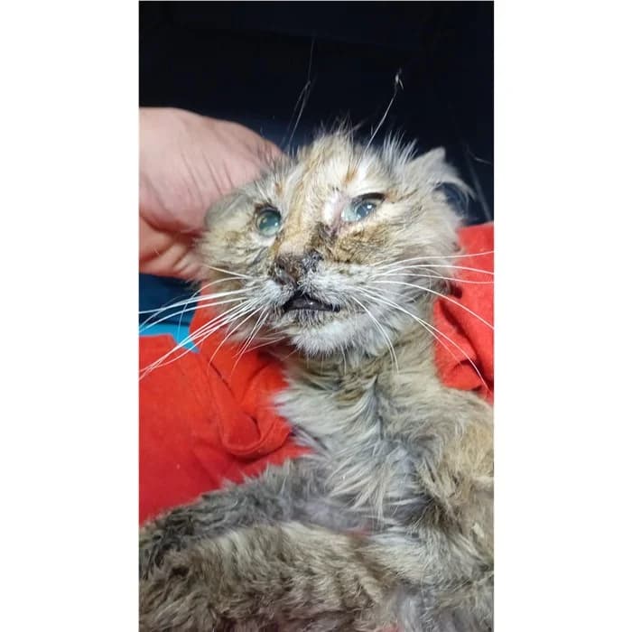 Matricola, Tigrato female senior European Shorthair for adoption at Canile della Muratella, Rome