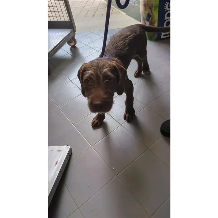 India, Marrone male puppy mixed breed for adoption at Canile della Muratella, Rome