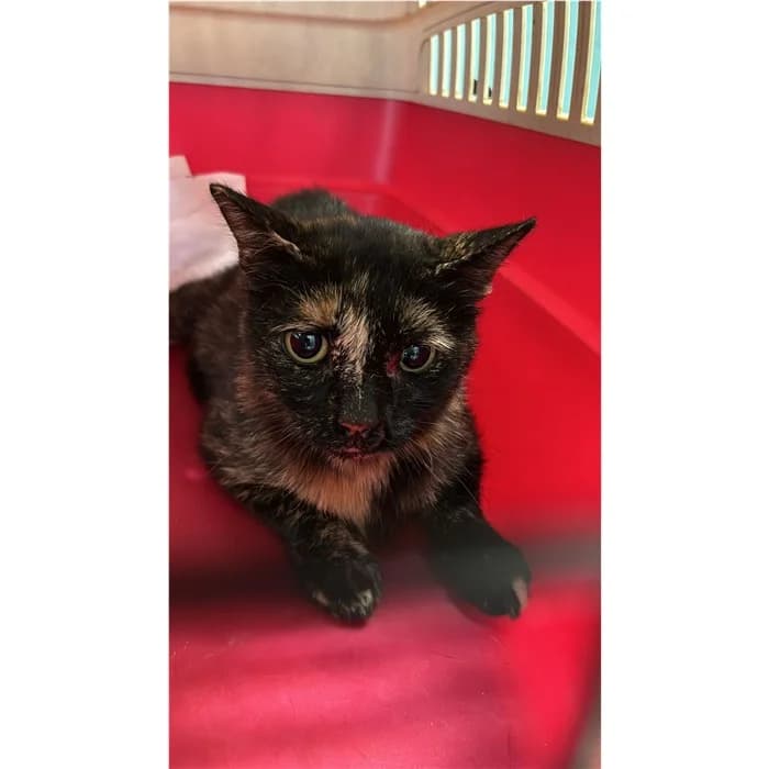 Matricola, tricolore female 6yo European Shorthair for adoption at Canile della Muratella, Rome