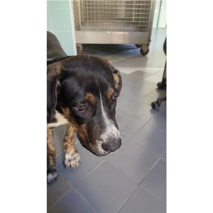 India, tricolore male puppy mixed breed for adoption at Canile della Muratella, Rome