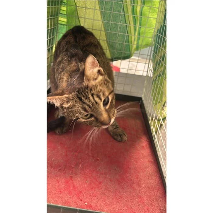 Matricola, Tigrato male 5yo European Shorthair for adoption at Canile della Muratella, Rome