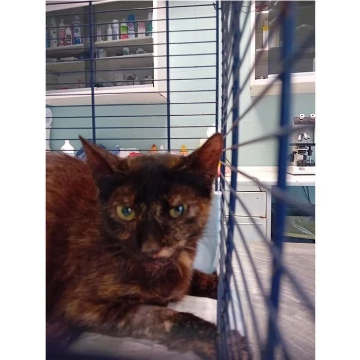 Matricola, Tartaruga female young European Shorthair for adoption at Canile della Muratella, Rome