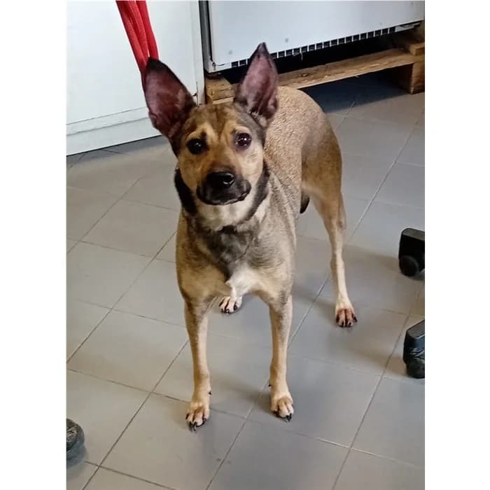 Bimba, beige focato female 5yo mixed breed for adoption at Canile della Muratella, Roma
