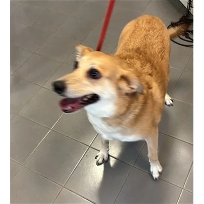 Broccoletta, Marrone female senior mixed breed for adoption at Canile della Muratella, Roma