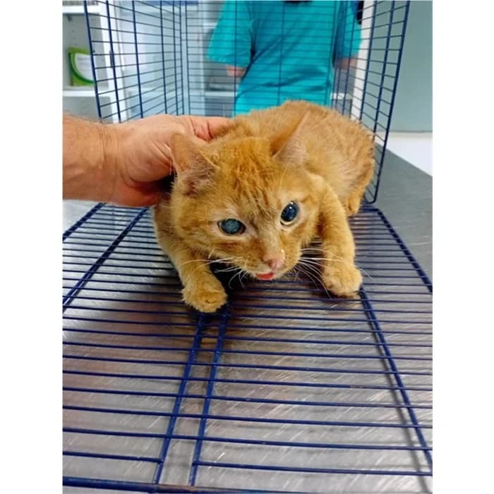 Matricola, Rosso tigrato male 3yo European Shorthair for adoption at Canile della Muratella, Rome