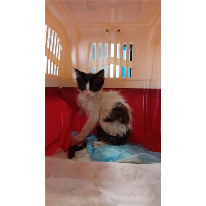 Matricola, Bianco Nero female puppy European Shorthair for adoption at Canile della Muratella, Rome