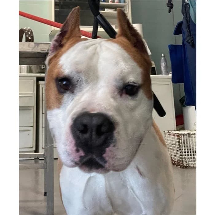 Annie, bianco marrone male 5yo American Staffordshire Terrier for adoption at Canile della Muratella, Rome