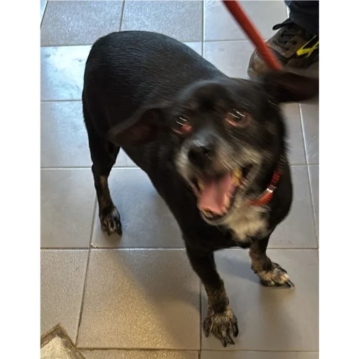 Attila, Nero male senior mixed breed for adoption at Canile della Muratella, Roma