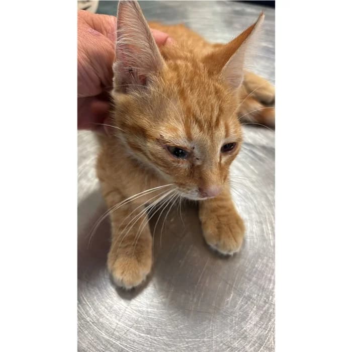 Matricola, Rosso tigrato male puppy European Shorthair for adoption at Canile della Muratella, Rome