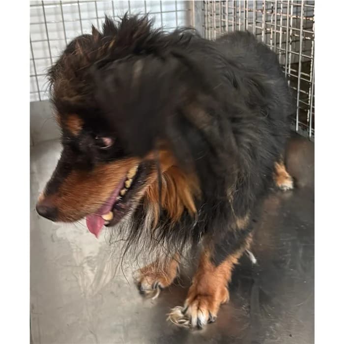 Milo, Nero Focato male senior mixed breed for adoption at Canile della Muratella, Roma