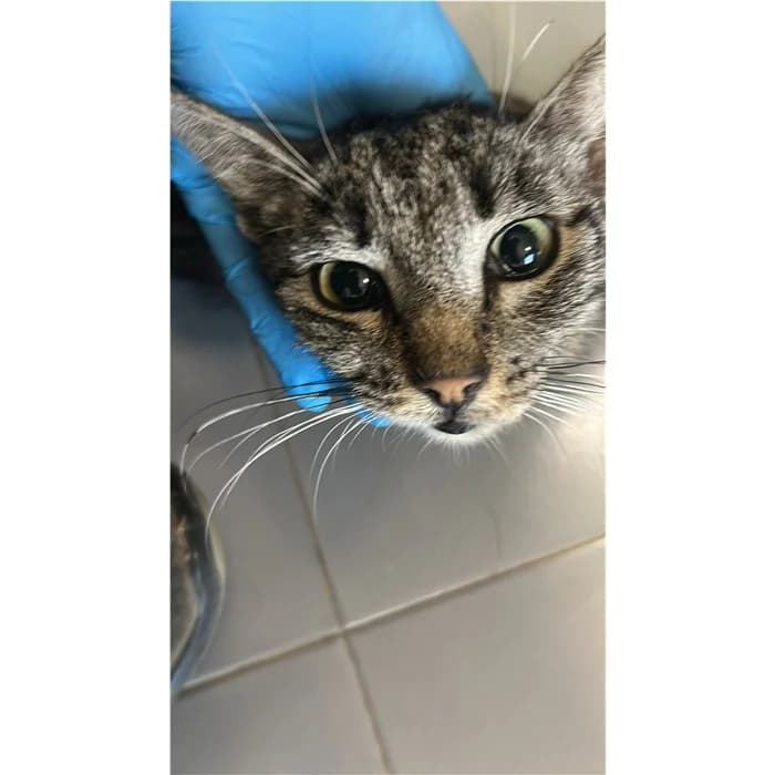 Matricola, Tigrato female 5yo European Shorthair for adoption at Canile della Muratella, Rome