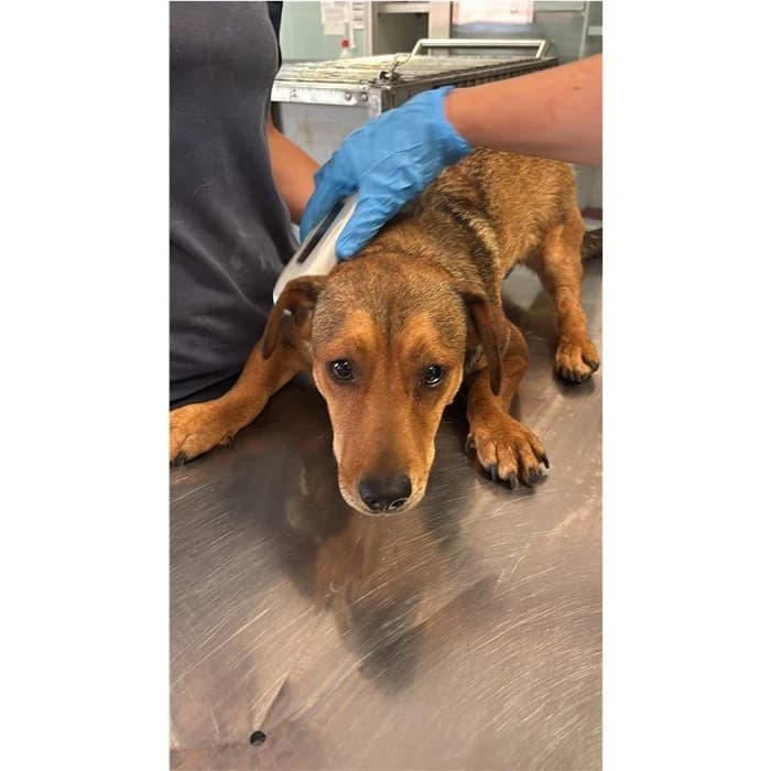 Caronte, fulvo focato male puppy mixed breed for adoption at Canile della Muratella, Rome