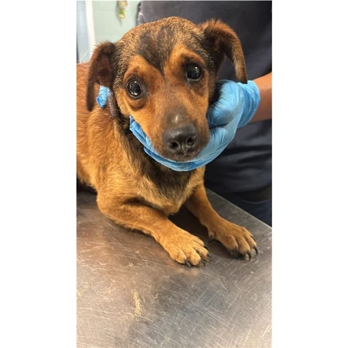 Arnold, fulvo focato male young mixed breed for adoption at Canile della Muratella, Rome