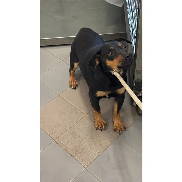 Emmental, fulvo focato male young mixed breed for adoption at Canile della Muratella, Roma